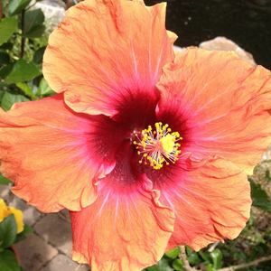 Meet your Posher, Louise